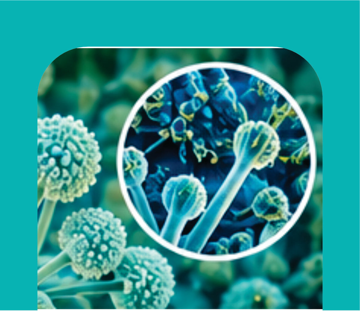 ANTI-FUNGAL